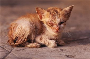 This kitten was left untreated and was neglected.