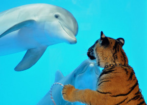 animal, animals, blue, cute, dolphin, dolphins, friends, tiger, water