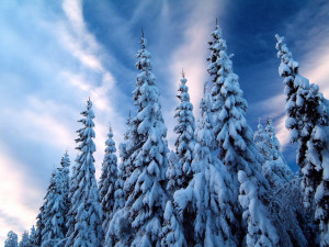 Snow-Covered Trees, Varmland, Sweden