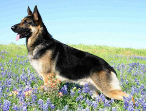 german shepherd dogs hd images high resolution wallpapers german ...