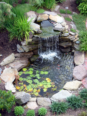 Backyard pond