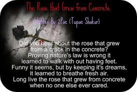 the rose that grew from concrete Tupac Shakur