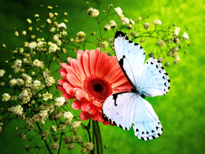 butterflies and flowers wallpaper beautiful butterflies and flowers ...