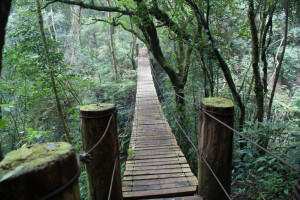 El Salvador rainforest