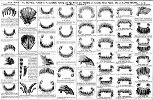 Image Search Horsa Saxon Picture