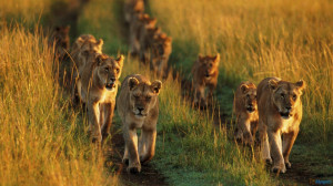 Lion Family Running In Lions 1600×900 Wallpaper