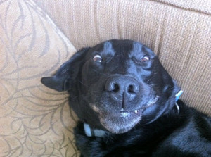 Funny photos funny dog derp face lab