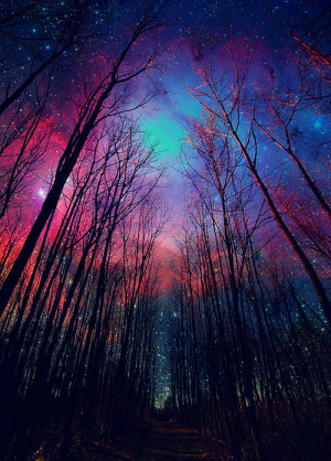 forest, galaxy, heaven, nature, night, photography, stars, trees