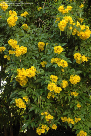 South Florida Tree Identification