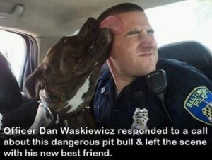 Dangerous pit bull - http://jokideo.com/dangerous-pit-bull ...