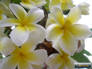 white pink plumeria flowers on december 18 2007 01 01 19 am quote ...