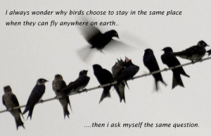 Always Wonder Why Birds Choose To Stay In The Same Place When They ...