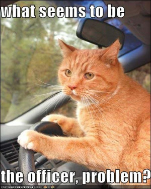 SD Supreme Court rules 15 cats = distracted driving