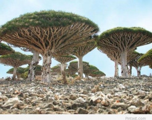 Amazing Place – Socotra Island, Yemen