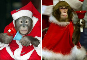 Funny Christmas Animals New Photos and Images 2012