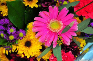 Types of Flowers and Florist Information