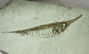 LargeCentricus Razorfish Fossil