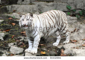 Beautiful White Tiger Guangzhou Endangered Animal China