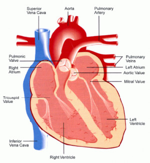 cardiovascular system diagram Images and Graphics