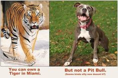 You can own a tiger in Miami, but not a pit bull. WTF! Stop bsl its an ...