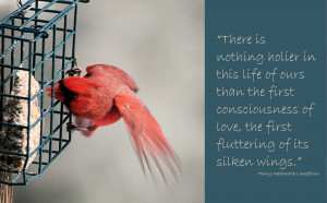 Valentine's Week: Wild Birds