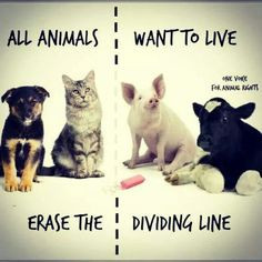 Animals' right to life