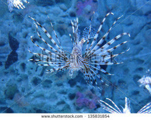 ... fish-pterois-volitans-aquarium-fish-a-venomous-coral-reef-fish