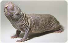 Rufus The Naked Mole Rat Image