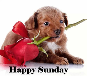 Happy Sunday Images Wallpapers Greetings Quotes and Funny Stuff