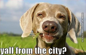 Funny Picture - Redneck dog