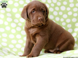 Funny Chocolate Lab Puppies