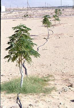 Irrigation The Negev Desert...
