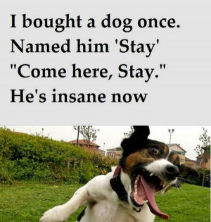 Insane_Dog_funny_picture