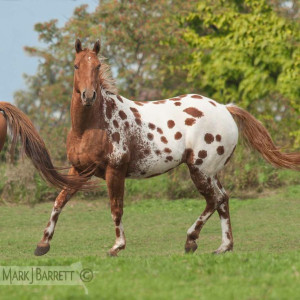 Sorrel semi-leopard Appaloosa horse