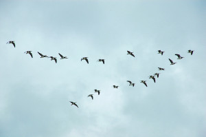 Flying V Geese Formation Story