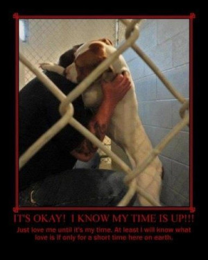 spay and neuter pets and don t buy online in a pet shop or from any ...