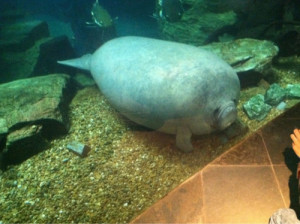 animals cute adorable aquarium glass manatee nose so fat smoosh
