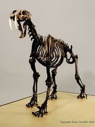 Articulated Sabertooth Cat Skeleton Tarpit Finish