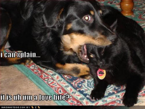 Funny-dog-pictures-can-explain-cat-