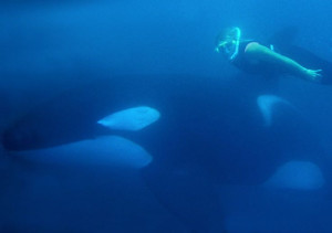 Ingrid Visser swimming with orca like a boss. This photo further ...