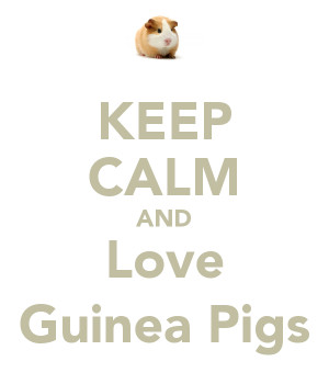 keep calm and love guinea pigs print buy two by printssocharming