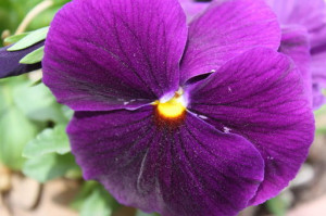 Inspirational Quotes Pancreatic Cancer Pictures