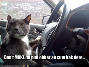 Funny and Wild Animals