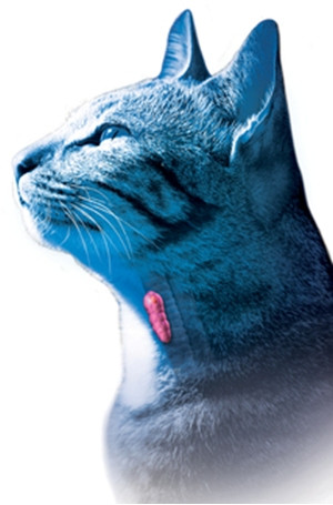 ... Feline Hyperthyroidism - Managing Hyperthyroidism in Cats with Diet