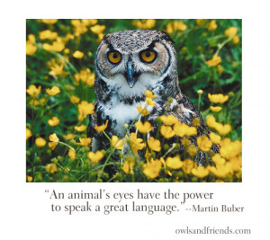 quote and wanted to share it with you. It reads “An animal’s eyes ...