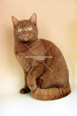Animal Photography | cinnamon British Shorthair cat, sitting down ...