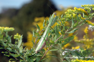 Praying Mantis Pueblo Culture