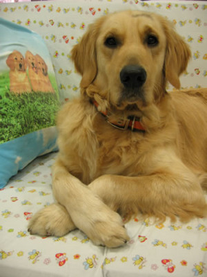 Inspirational Dog Quotes Golden Retrievers. QuotesGram