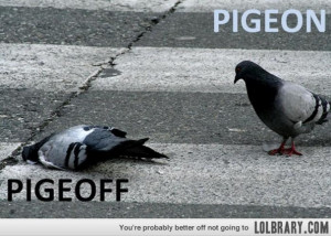 Related Pictures funny pigeon stories