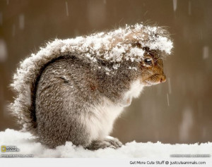squirrel sheltering snow winter tail cold cute animals wild wildlife ...